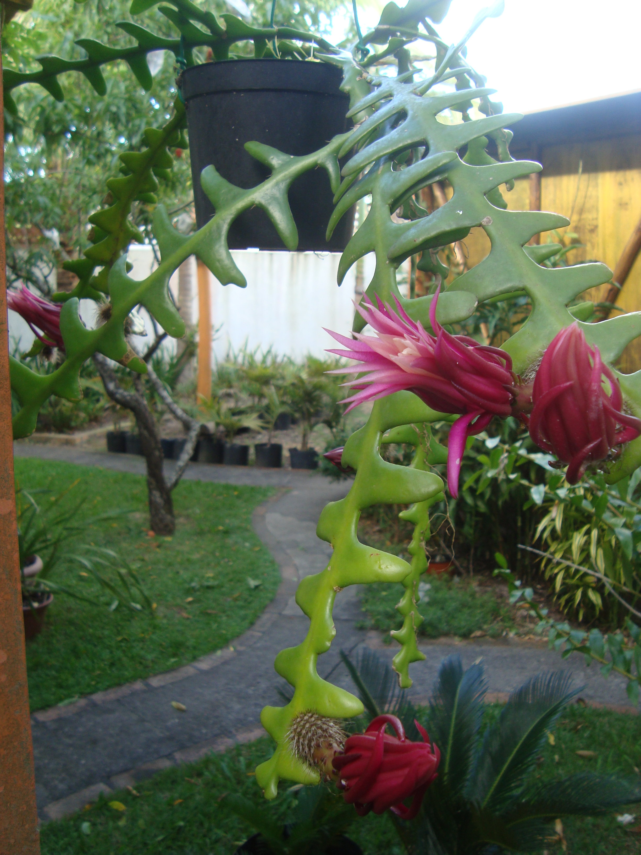 Cactus sianinha – Iracema – fontes e orquídeas