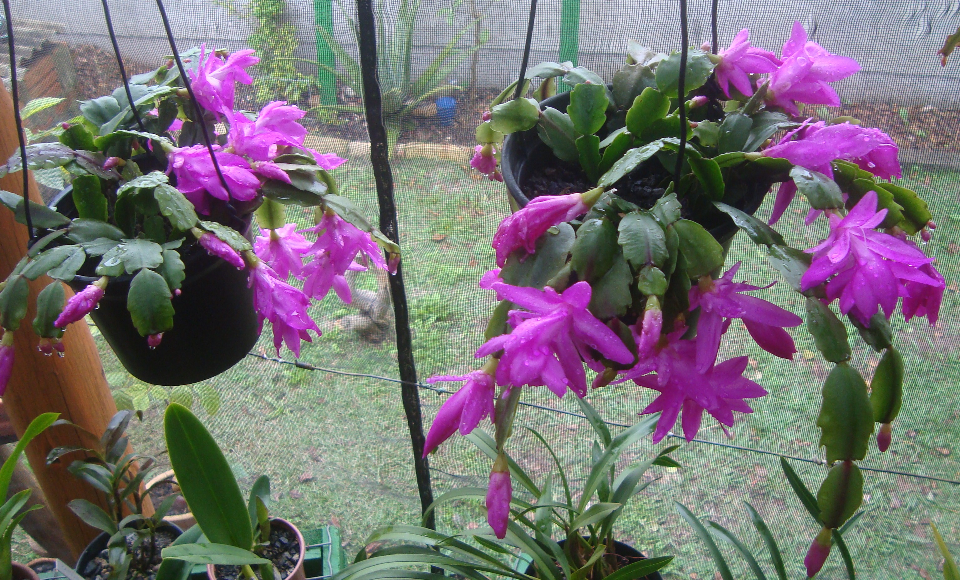 cactus – Iracema – fontes e orquídeas
