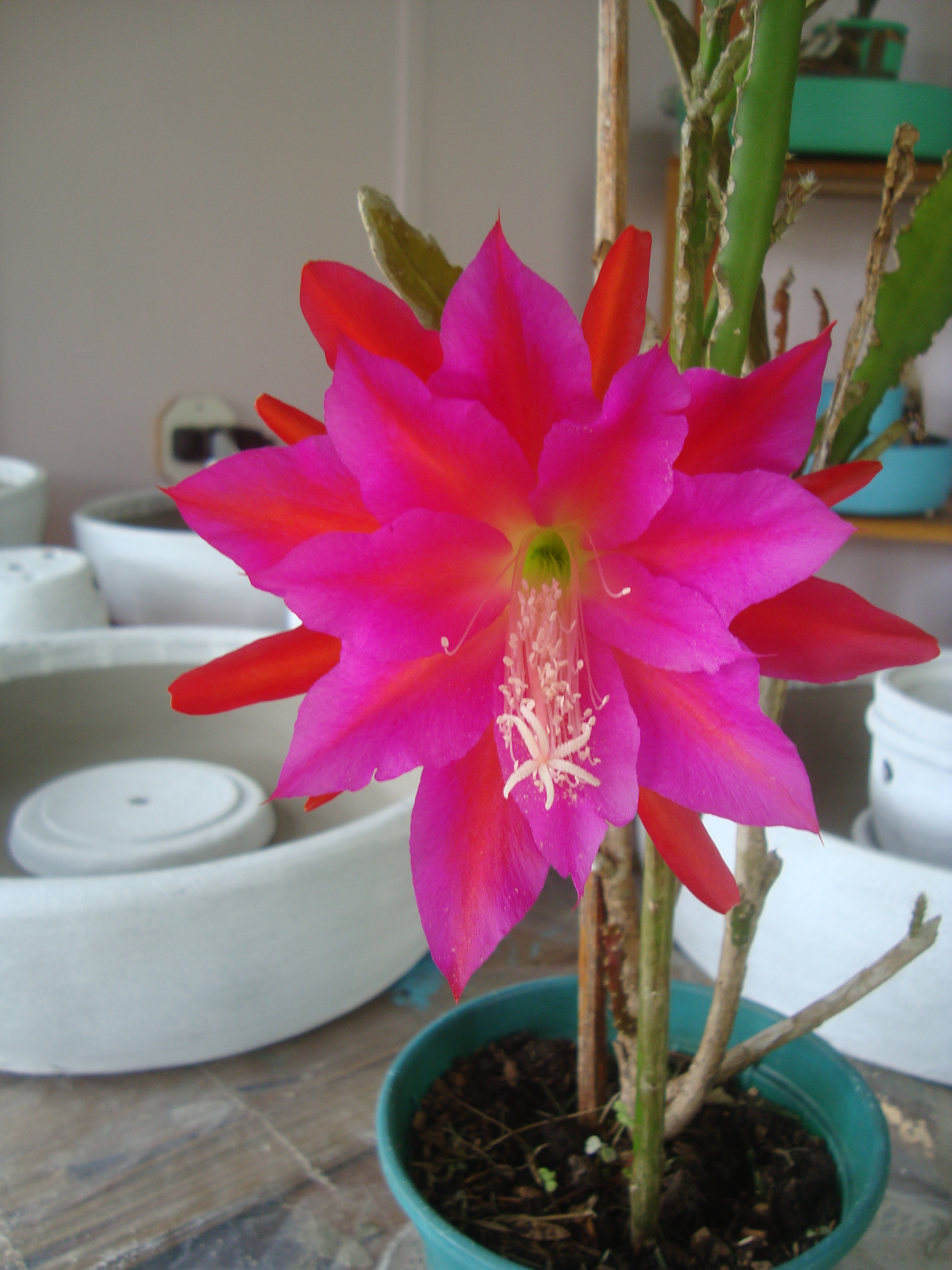 Cactus orquídea – Iracema – fontes e orquídeas