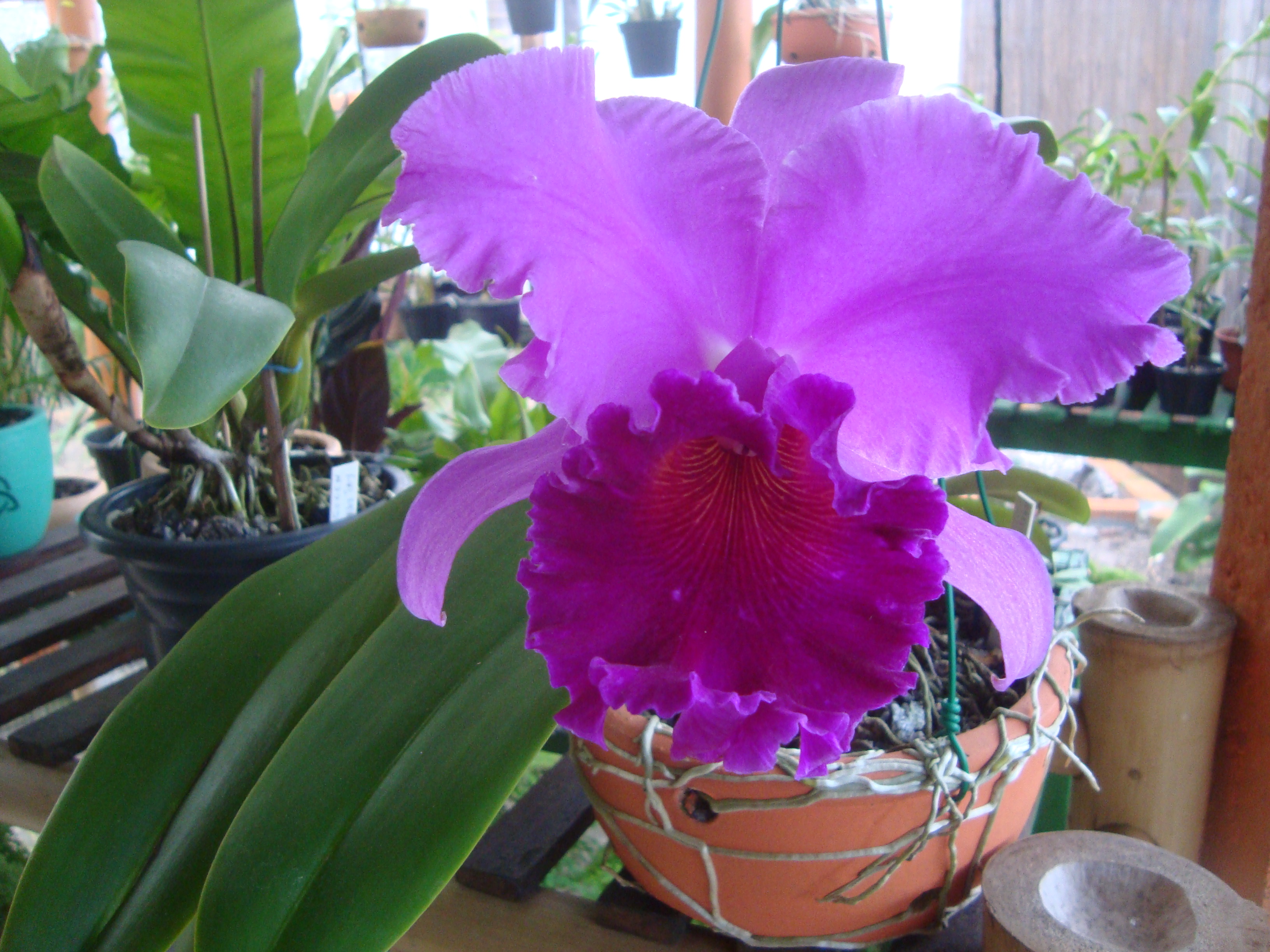 Adubação em orquídeas – Iracema – fontes e orquídeas