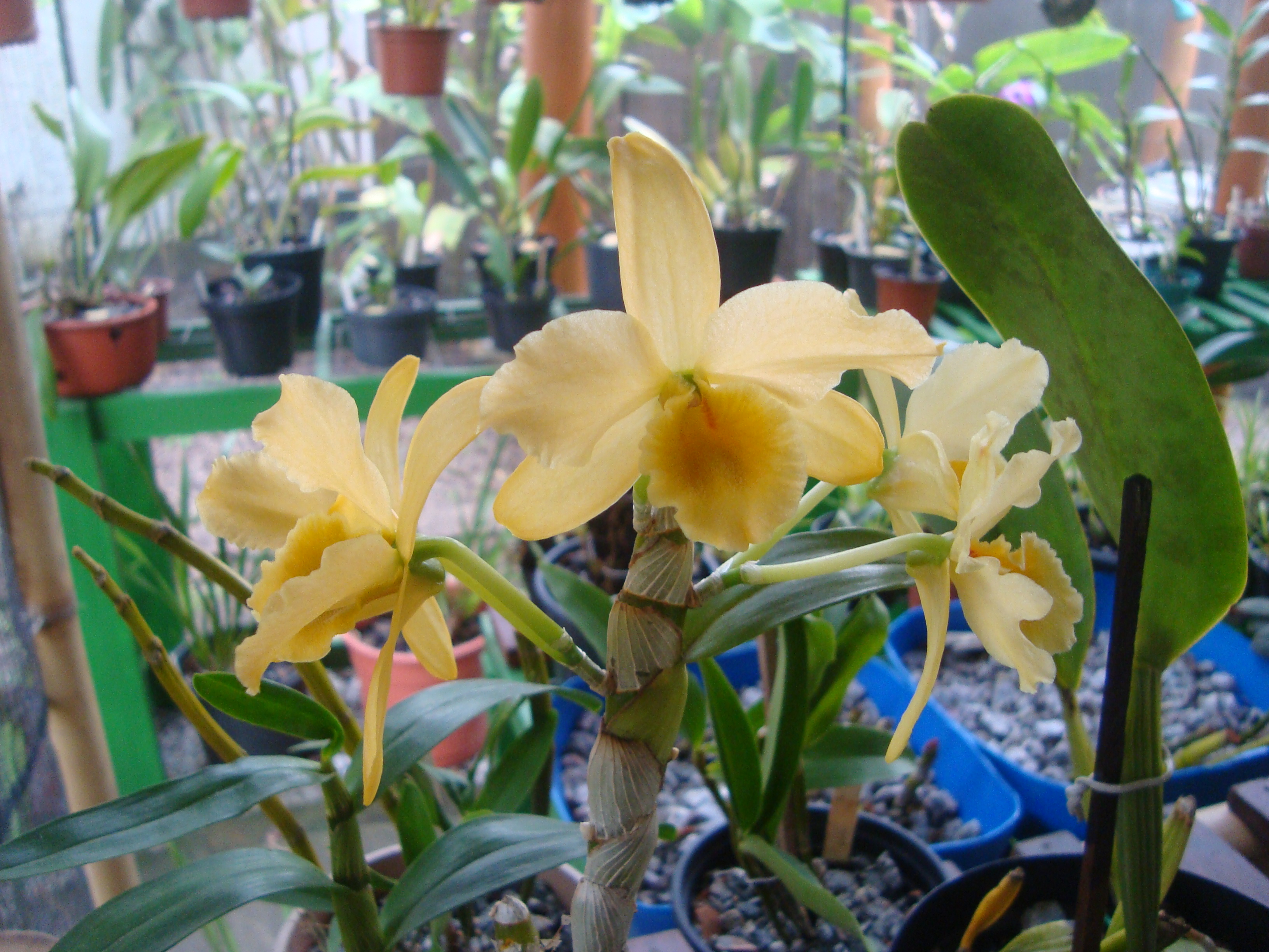 Dendrobium nobile – Iracema – fontes e orquídeas