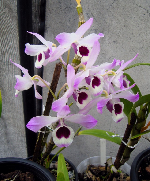 Dendrobium nobile – Olho de boneca – Iracema – fontes e orquídeas