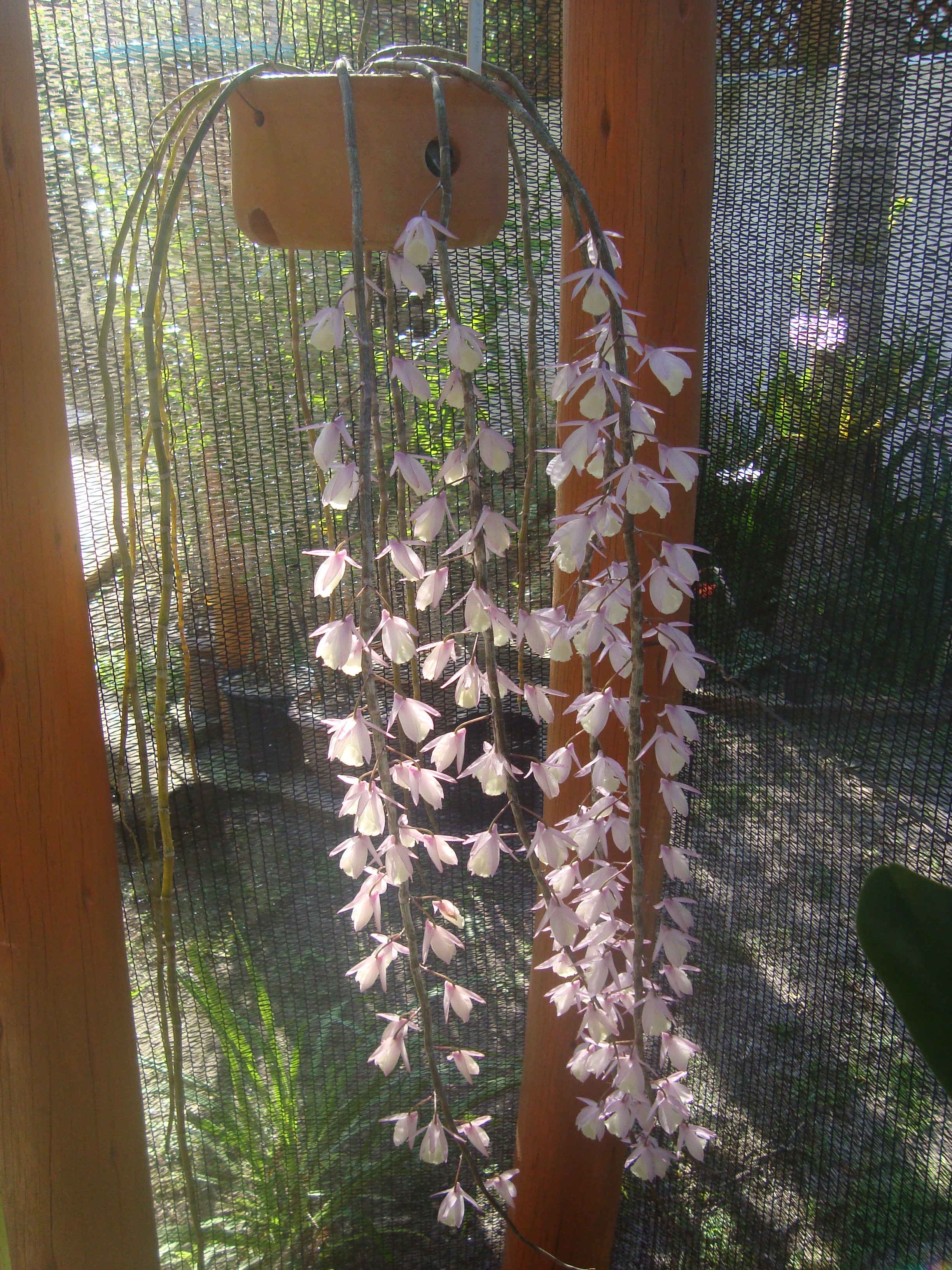 Dendrobium pierardii – Iracema – fontes e orquídeas