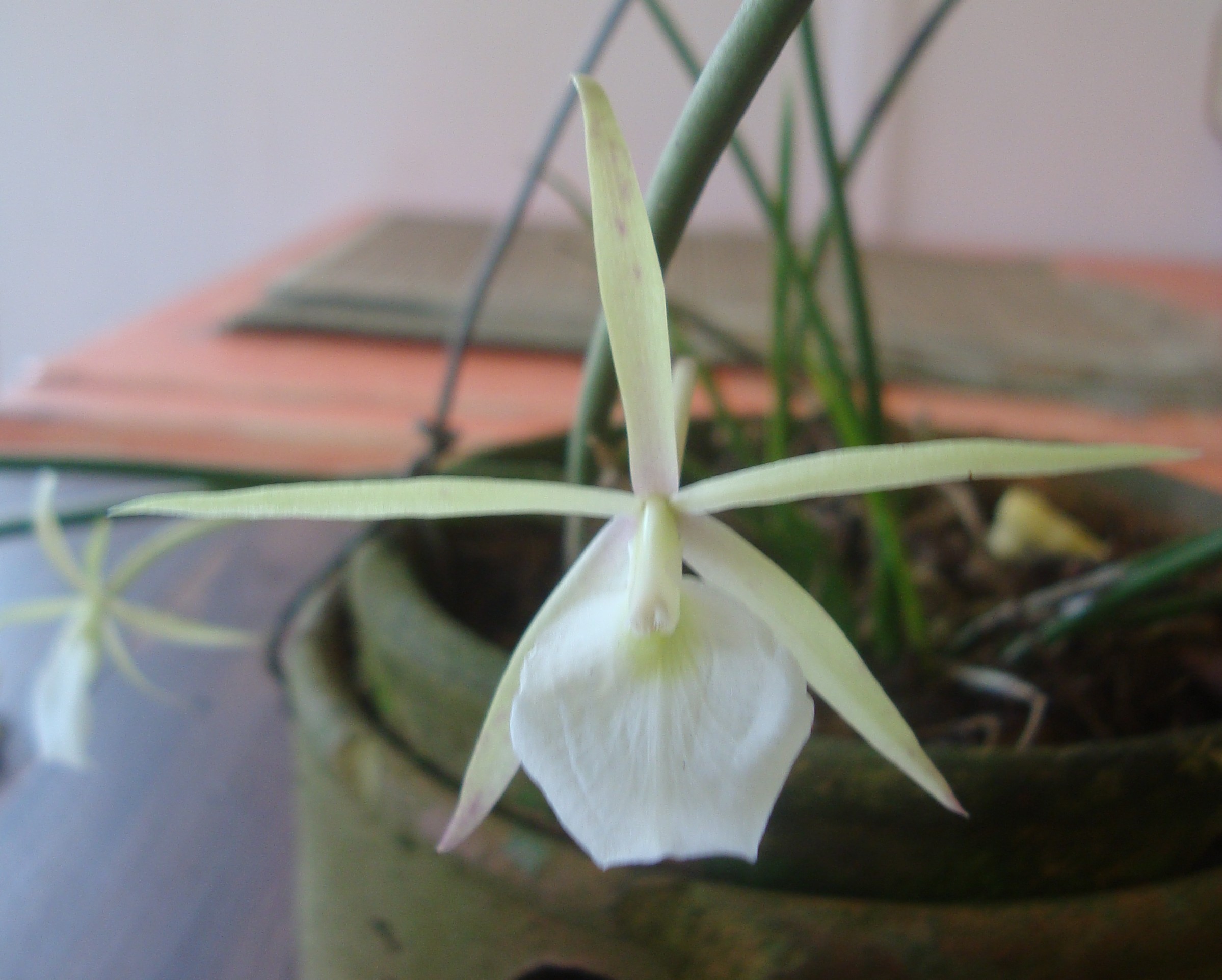 Leptotes bicolor – Iracema – fontes e orquídeas
