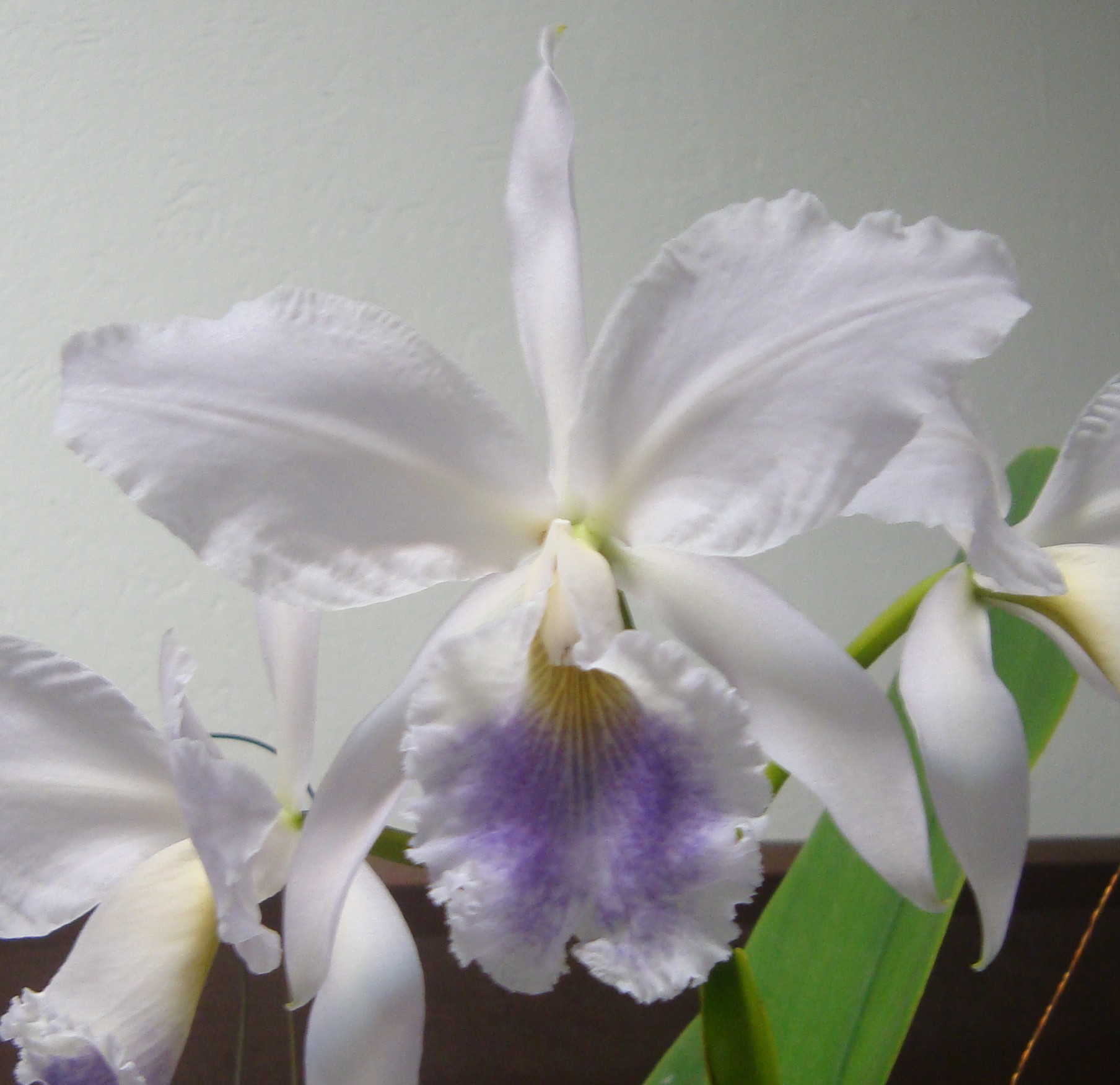 Cattleya labiata – Iracema – fontes e orquídeas