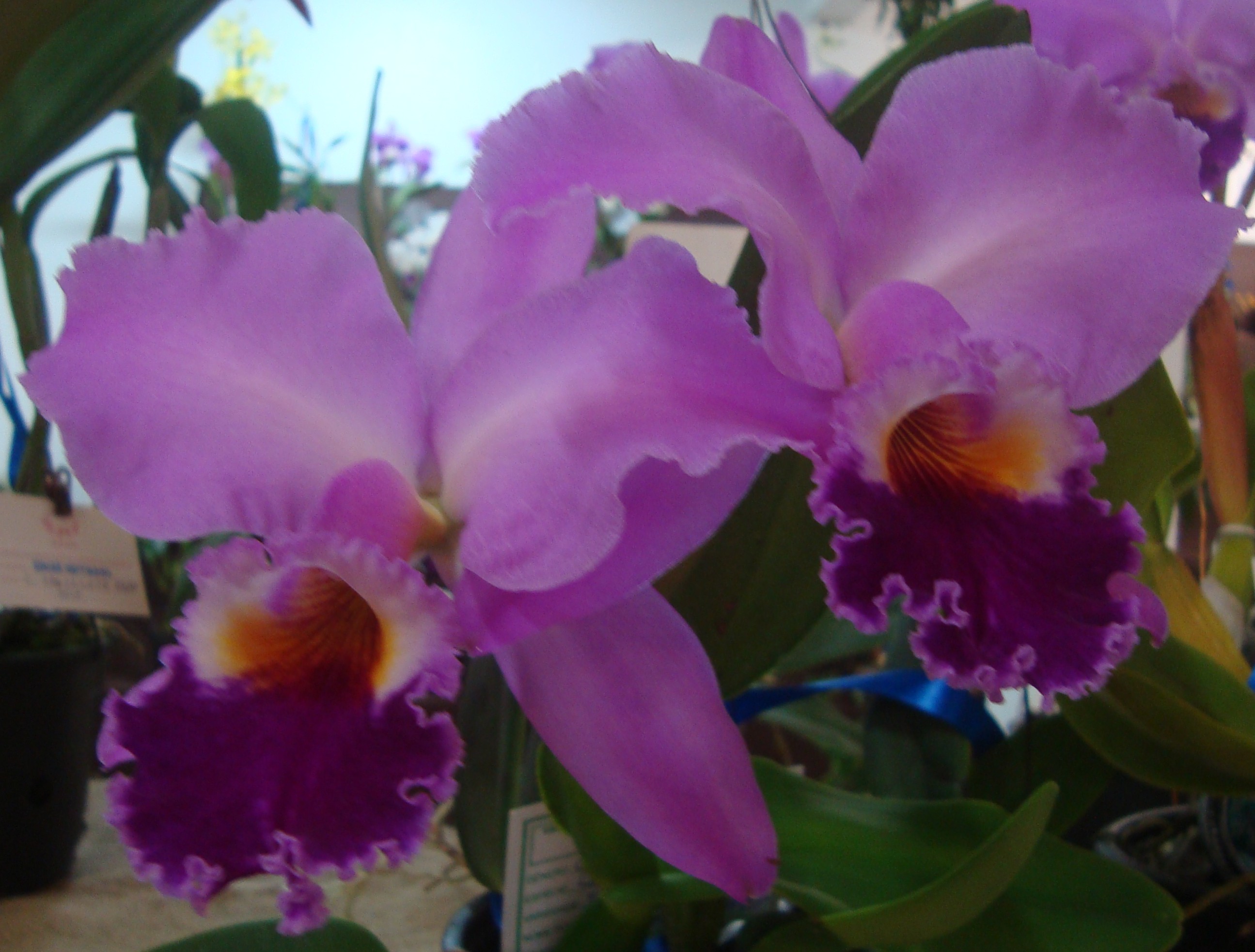 Cattleya labiata – Iracema – fontes e orquídeas
