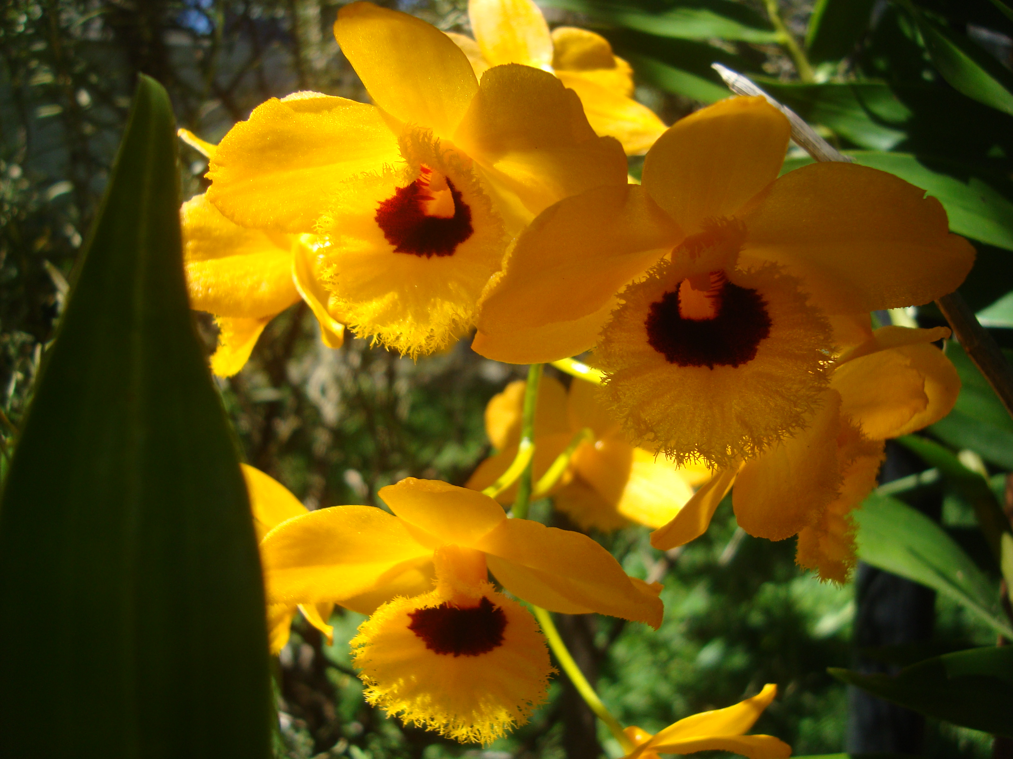 Dendrobium fimbriatum var. oculatum – Iracema – fontes e orquídeas